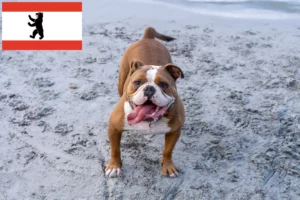Read more about the article Olde English Bulldog tenyésztő és kölykök Berlinben