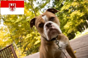 Read more about the article Olde English Bulldog tenyésztők és kölykök Brandenburgban
