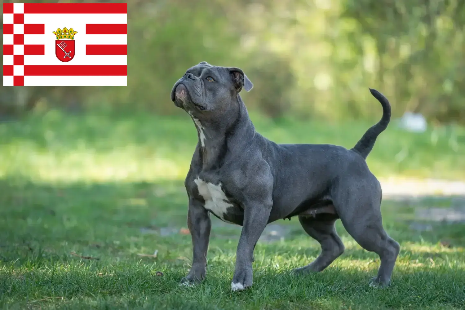 Olde angol bulldog kölykök és tenyésztő Bréma Itt talál Olde English Bulldog tenyésztőket Brémában.