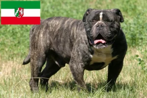 Read more about the article Olde English Bulldog tenyésztők és kiskutyák Észak-Rajna-Vesztfália területén
