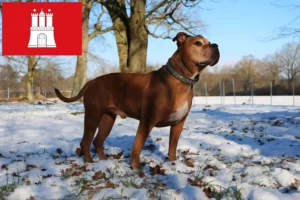 Read more about the article Olde English Bulldog tenyésztő és kölykök Hamburgban