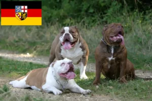 Read more about the article Olde English Bulldog tenyésztő és kölykök Saarlandban
