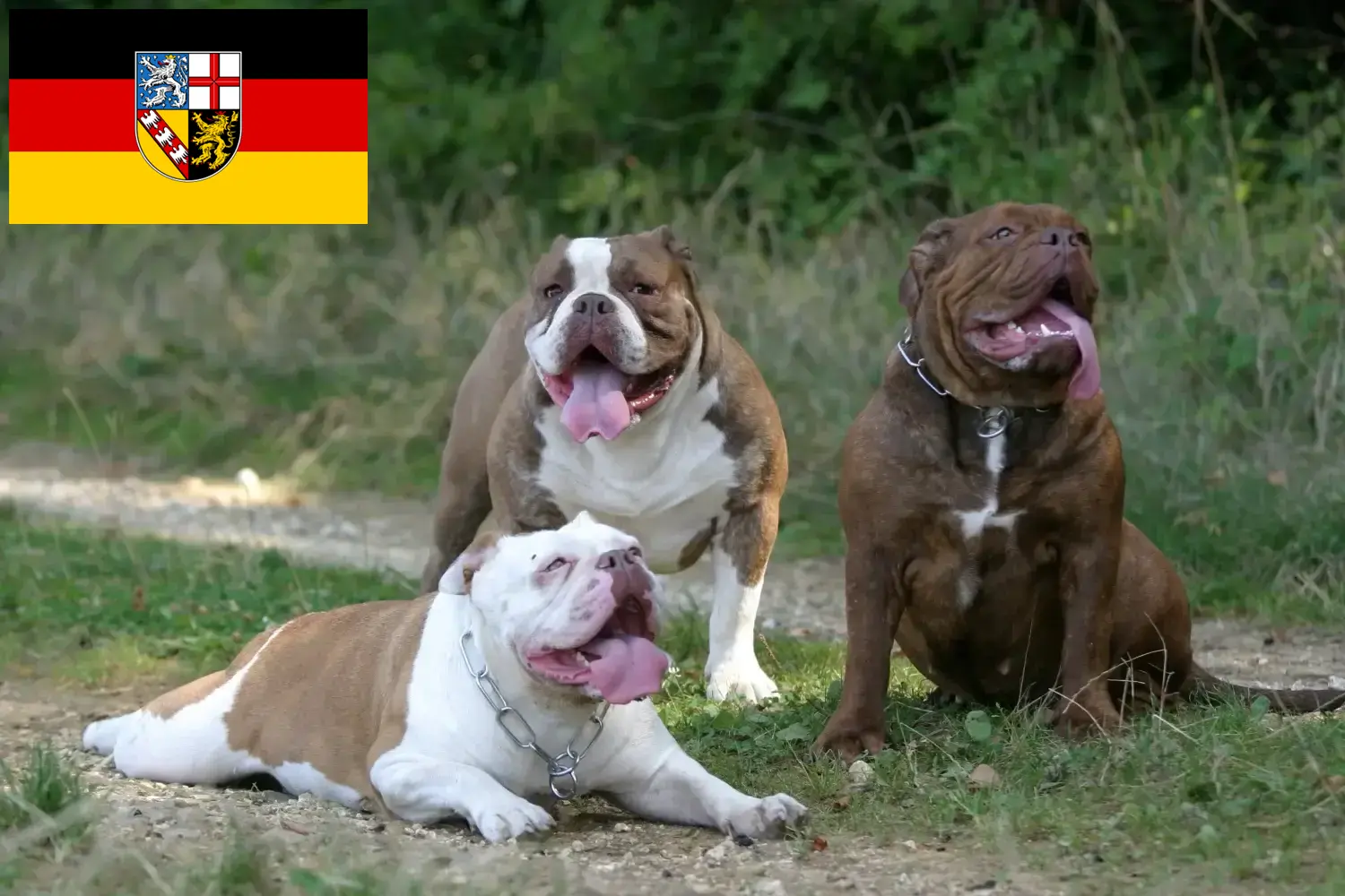 Olde angol bulldog kölykök és tenyésztő Saarland Itt találhat Olde English Bulldog tenyésztőket Saar-vidéken.