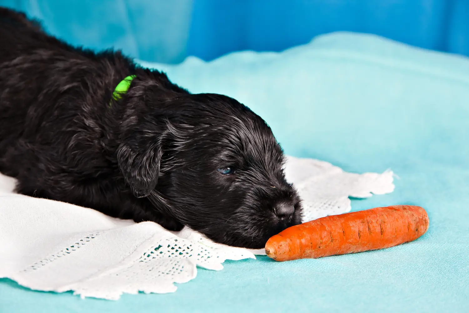 Orosz fekete terrier kiskutya vásárlása felelősségvállalást jelent! Vásároljon orosz fekete terrier kiskutyákat.