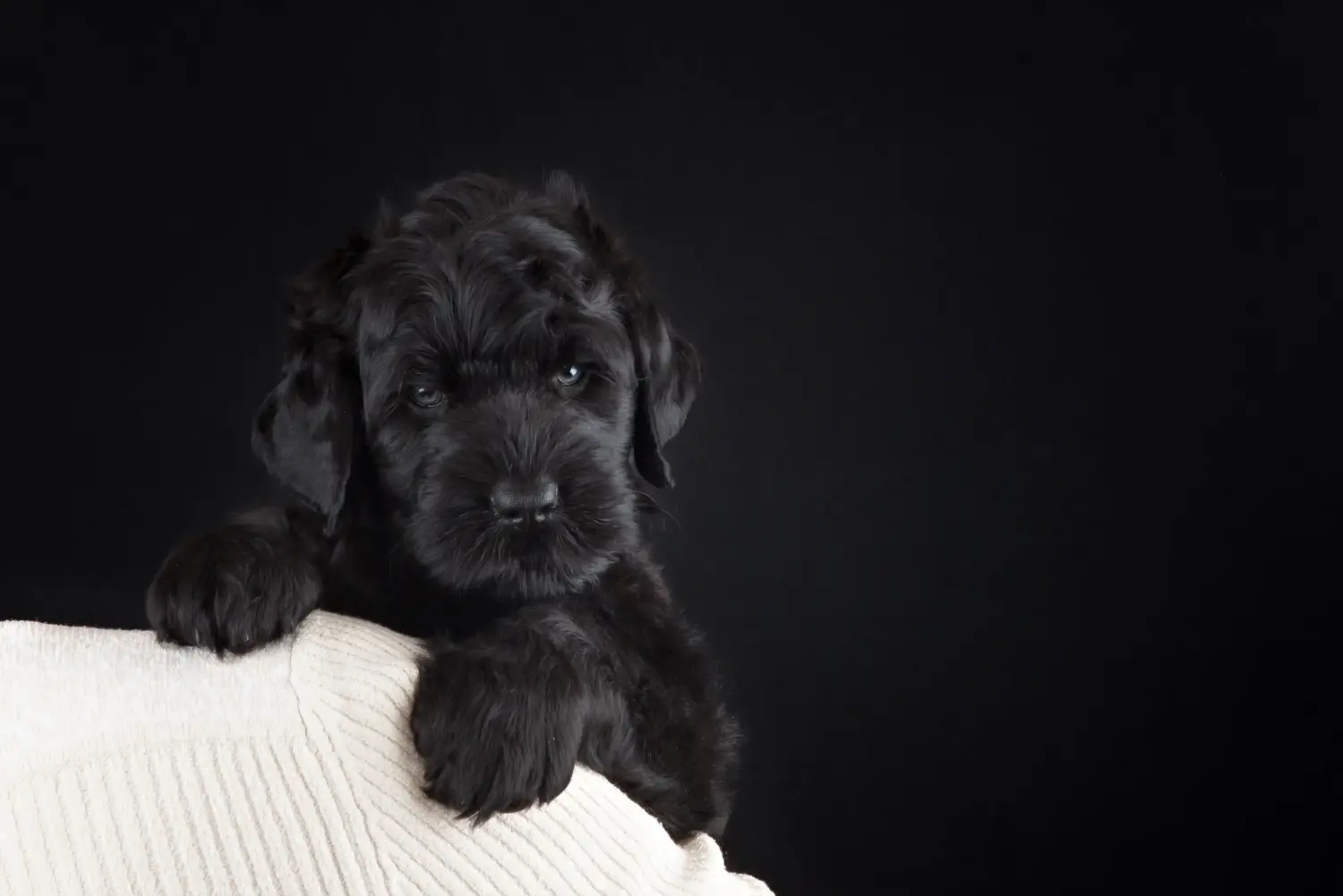 Orosz fekete terrier kiskutya vásárlása felelősségvállalást jelent! Vásároljon orosz fekete terrier kiskutyákat.