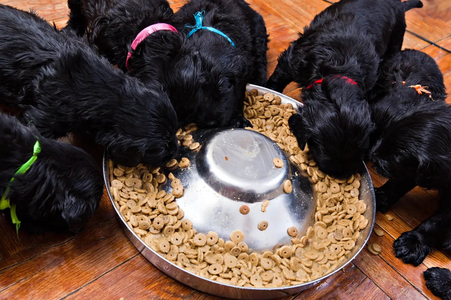 Orosz fekete terrier kiskutya vásárlása felelősségvállalást jelent! Vásároljon orosz fekete terrier kiskutyákat.