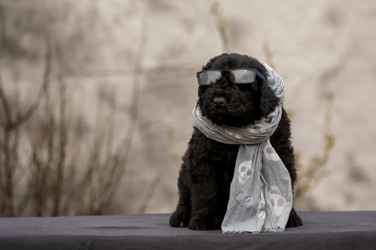 Orosz fekete terrier kiskutya vásárlása felelősségvállalást jelent! Vásároljon orosz fekete terrier kiskutyákat.