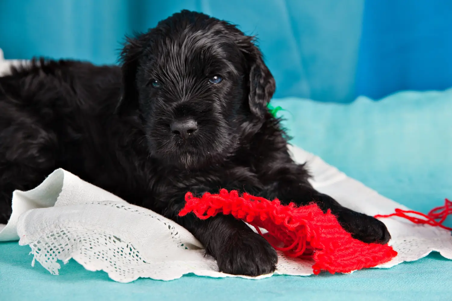 Orosz fekete terrier kiskutya vásárlása felelősségvállalást jelent! Vásároljon orosz fekete terrier kiskutyákat.