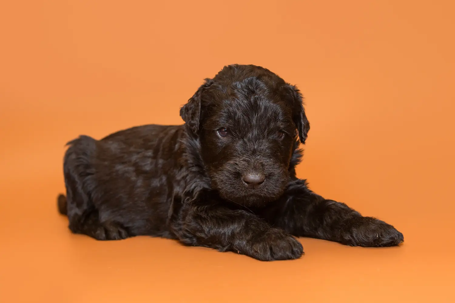 Orosz fekete terrier kiskutya vásárlása felelősségvállalást jelent! Vásároljon orosz fekete terrier kiskutyákat.
