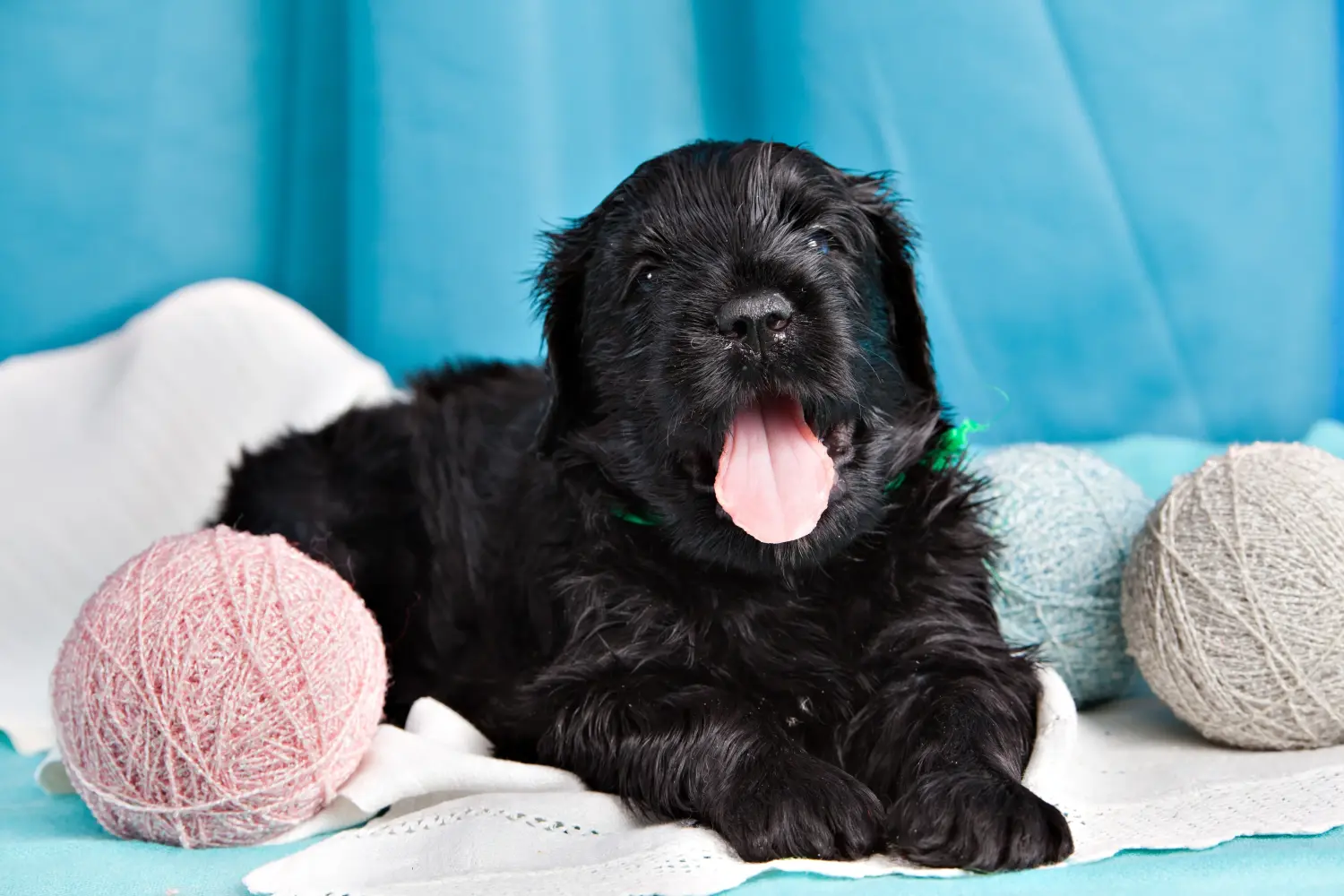 Orosz fekete terrier kiskutya vásárlása felelősségvállalást jelent! Vásároljon orosz fekete terrier kiskutyákat.