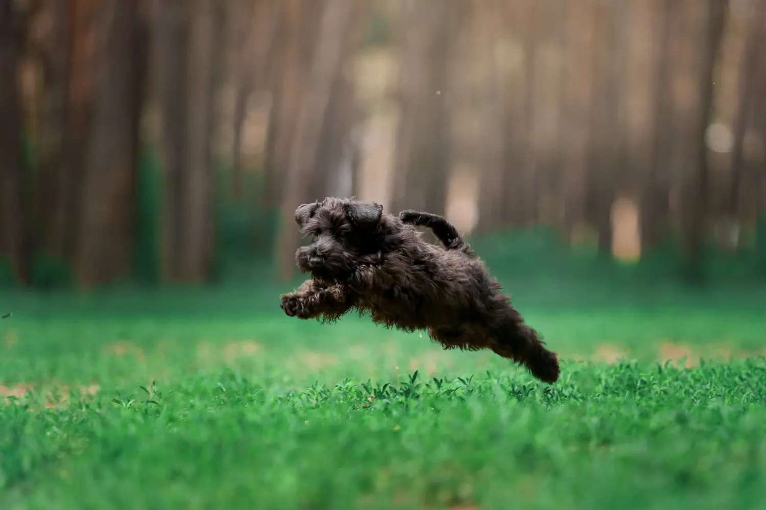 Orosz fekete terrier kiskutya vásárlása felelősségvállalást jelent! Vásároljon orosz fekete terrier kiskutyákat.