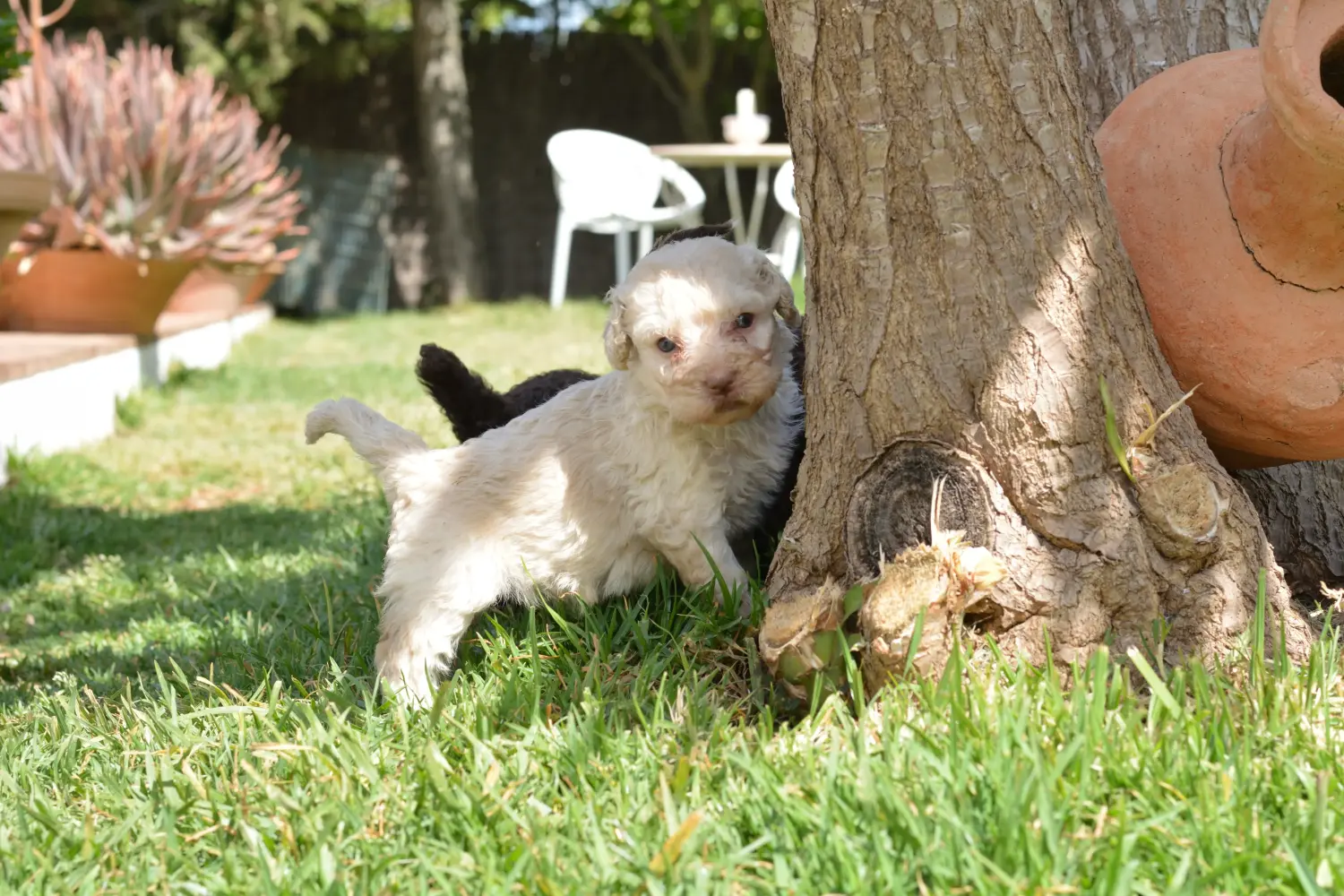 Egy Perro de Agua Español kiskutya vásárlása felelősségvállalást jelent! Vásároljon Perro de Agua Español kiskutyákat.
