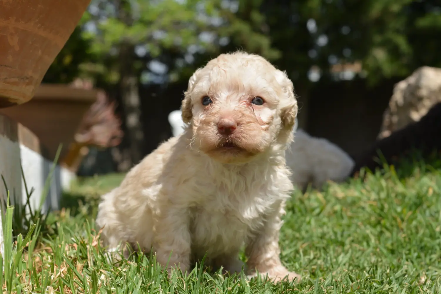 Egy Perro de Agua Español kiskutya vásárlása felelősségvállalást jelent! Vásároljon Perro de Agua Español kiskutyákat.
