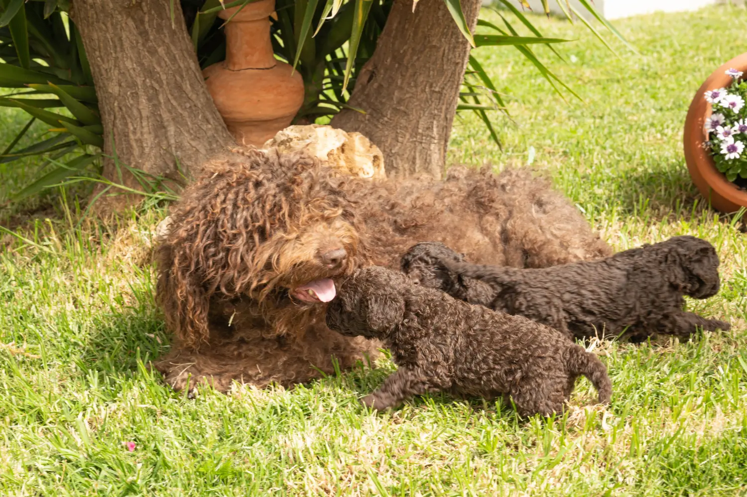 Egy Perro de Agua Español kiskutya vásárlása felelősségvállalást jelent! Vásároljon Perro de Agua Español kiskutyákat.