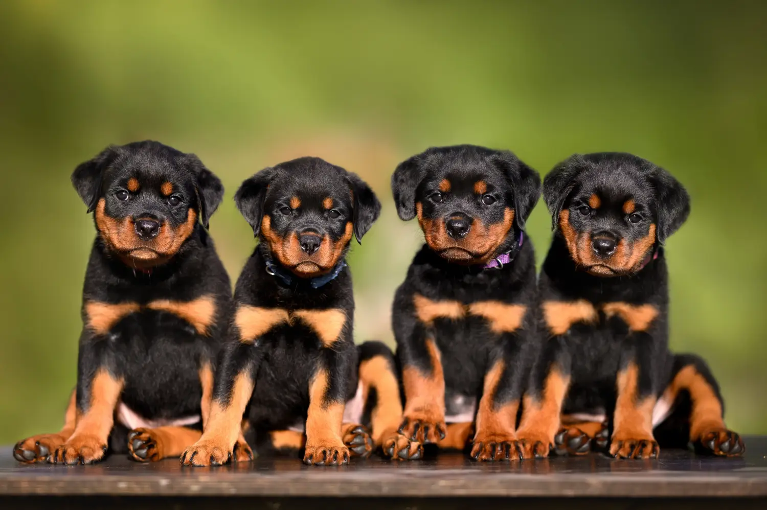 Egy rottweiler kiskutya megvásárlása felelősségvállalást jelent! Rottweiler kiskutyák vásárlása.