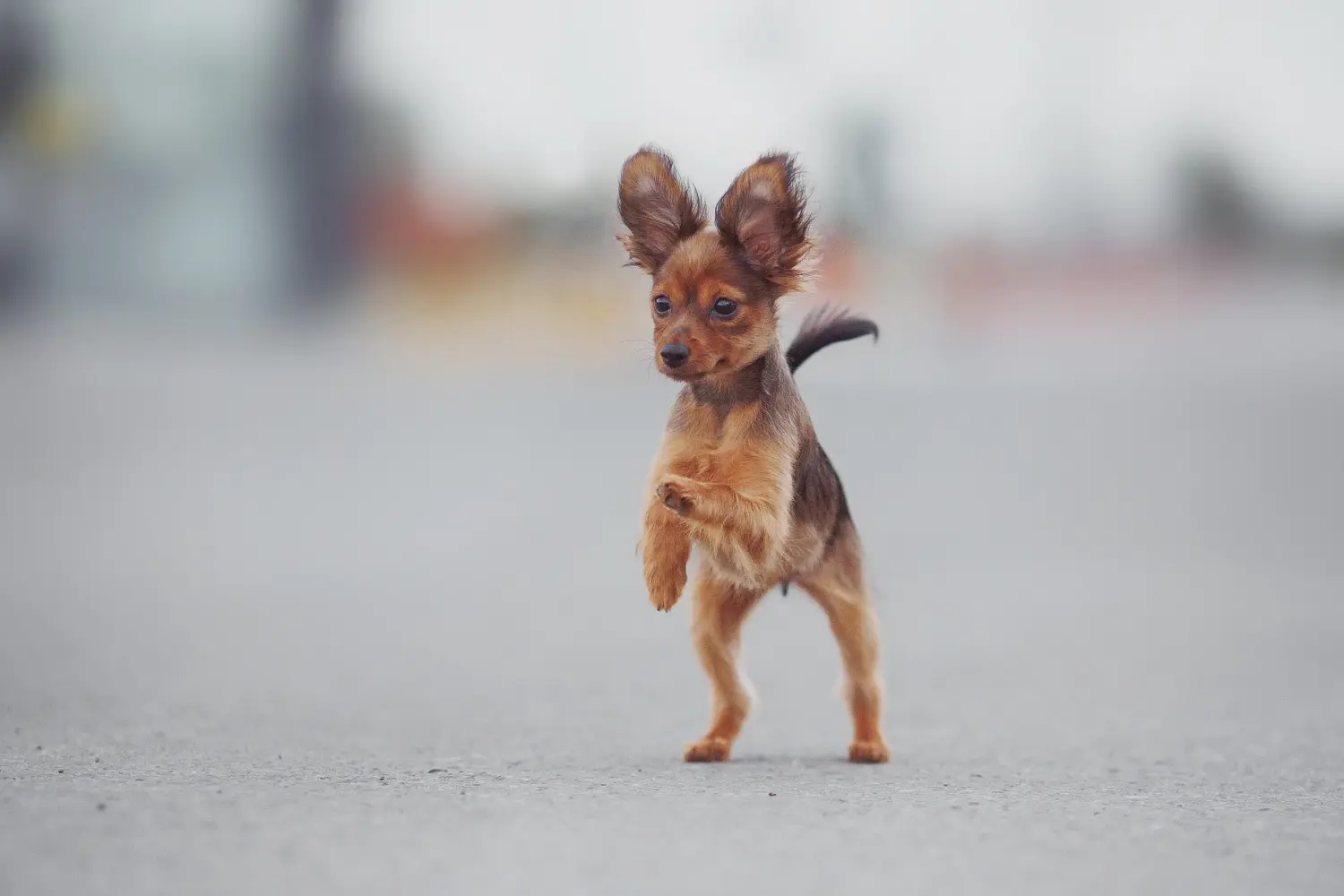 A ruszki Toy kölyökkutya megvásárlása felelősségvállalást jelent! Vásároljon Russkiy Toy kölyökkutyákat.