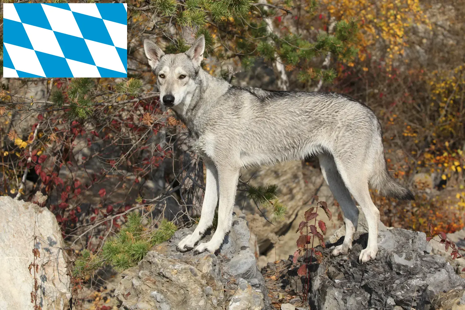 Saarloos-Wolfdog kölyökkutyák és tenyésztők Bajorországban Itt talál Saarloos Wolfdog tenyésztőket Bajorországban.