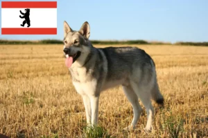 Read more about the article Saarloos farkaskutya tenyésztők és kölykök Berlinben