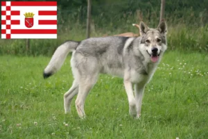 Read more about the article Saarloos farkaskutya tenyésztők és kölykök Brémában