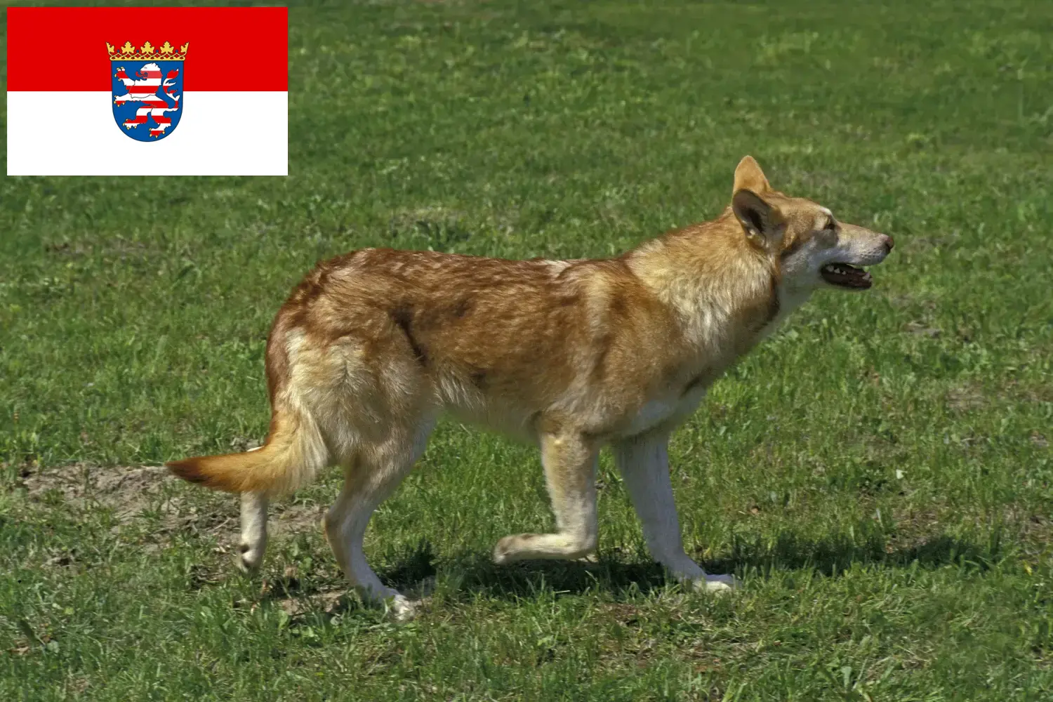 Saarloos-Wolfdog kölyökkutyák és tenyésztők Hessen Itt talál Saarloos Wolfdog tenyésztőket Hessenben.