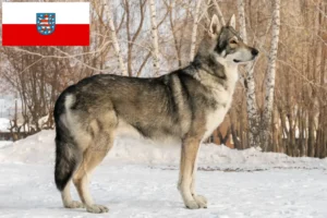 Read more about the article Saarloos farkaskutya tenyésztők és kölykök Türingiában
