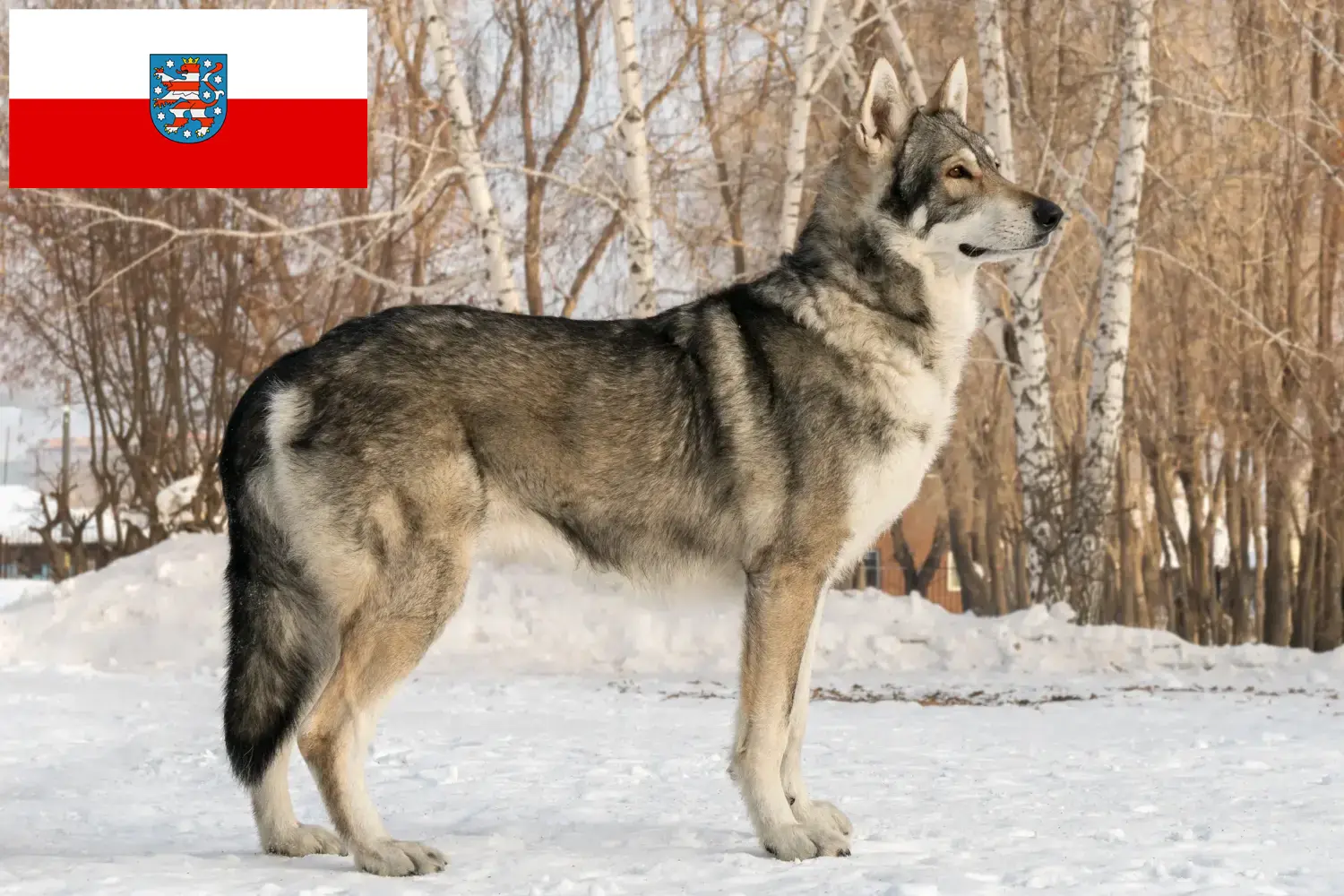 Saarloos-Wolfdog kölyökkutyák és tenyésztők Türingiában Itt talál Saarloos Wolfdog tenyésztőket Türingiában.