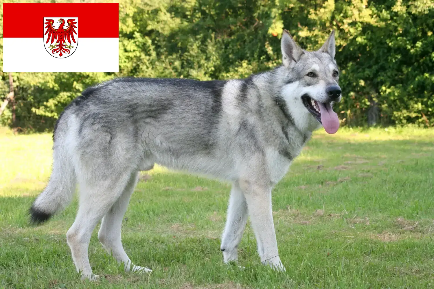 Saarloos-farkaskutya kölykök és tenyésztők Brandenburg tartományban Itt talál Saarloos Wolfdog tenyésztőket Brandenburgban.