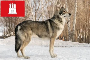 Read more about the article Saarloos Wolfhound tenyésztők és kölykök Hamburgban