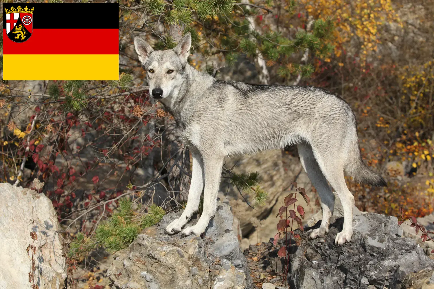 Saarloos Wolfhound kölyökkutyák és tenyésztők Rajna-vidék-Pfalz Itt talál Saarloos Wolfdog tenyésztőket Rajna-vidék-Pfalzban.
