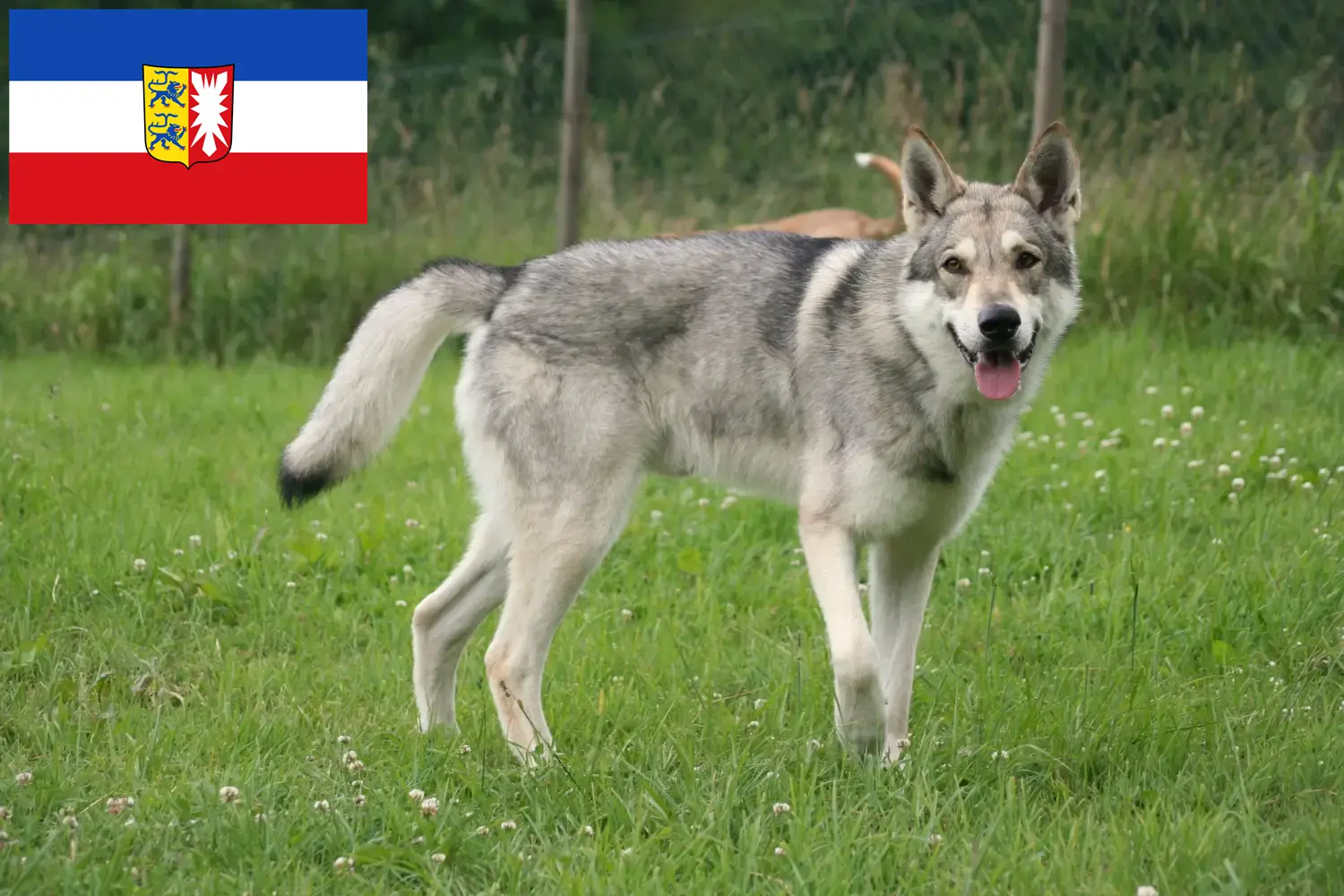 Saarloos-farkaskutya kölyökkutyák és tenyésztők Schleswig-Holstein Itt talál Saarloos Wolfdog tenyésztőket Schleswig-Holsteinben.