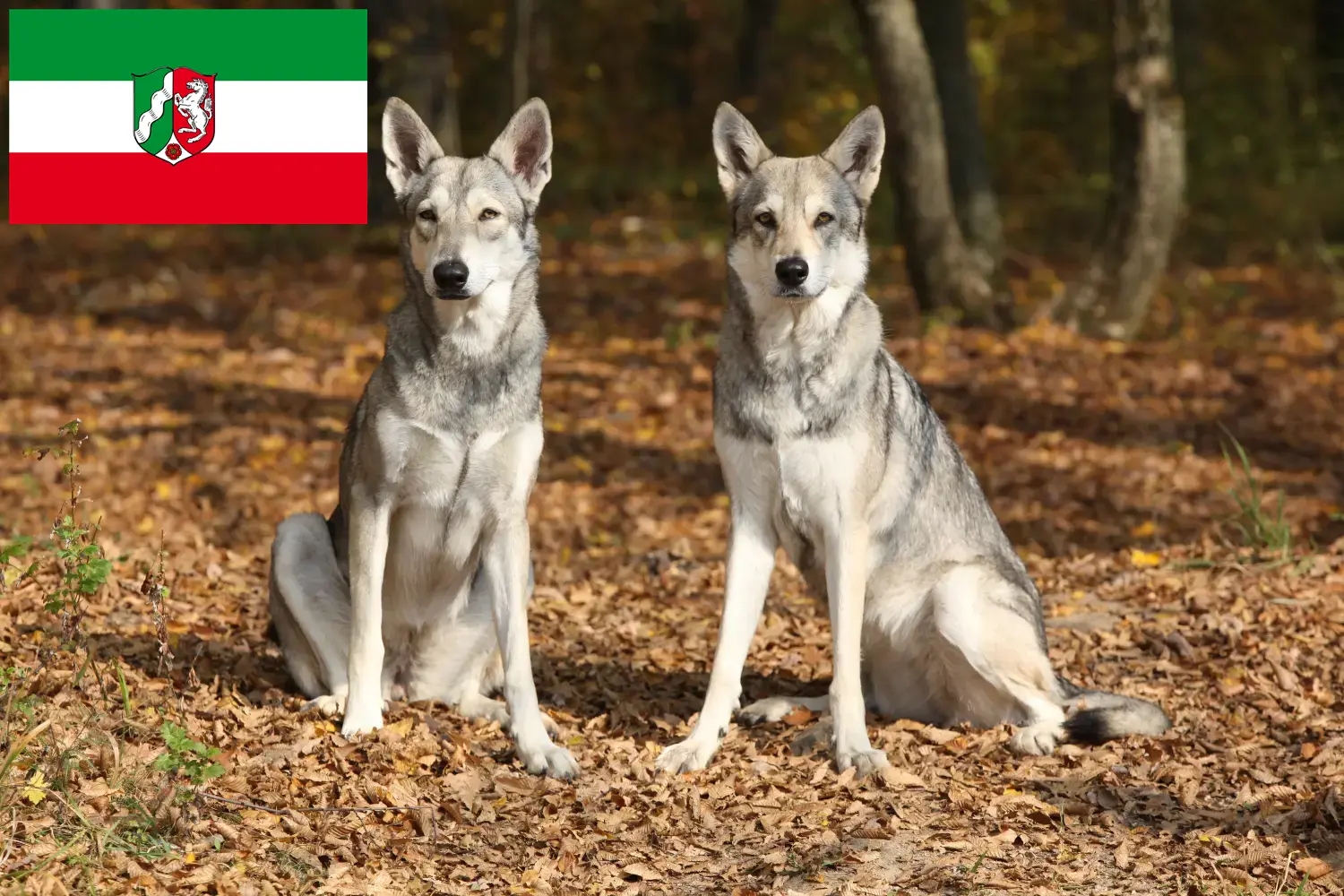 Saarloos Wolfhound kölyökkutyák és tenyésztők Észak-Rajna-Vesztfália Itt talál Saarloos Wolfhound tenyésztőket Észak-Rajna-Vesztfáliában.
