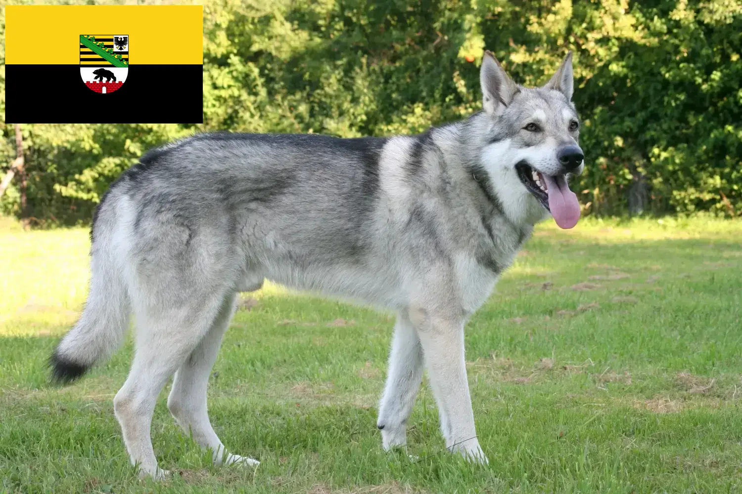 Saarloos-farkaskutya kölykök és tenyésztők Szász-Anhalt tartományban Itt talál Saarloos Wolfdog tenyésztőket Szász-Anhaltban.