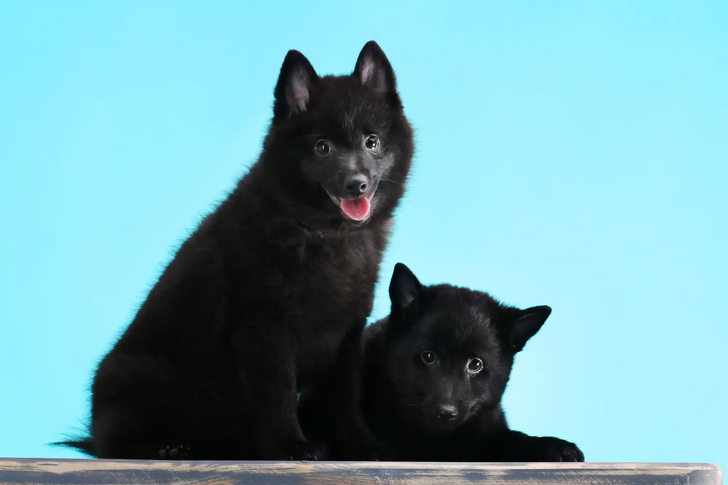 Egy Schipperke kölyökkutya megvásárlása felelősségvállalást jelent! Vásároljon Schipperke kiskutyákat.