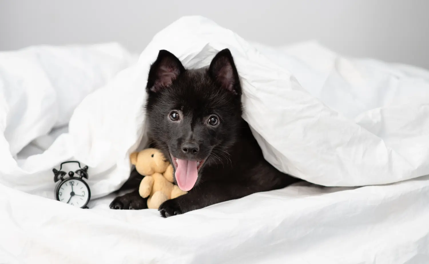 Egy Schipperke kölyökkutya megvásárlása felelősségvállalást jelent! Vásároljon Schipperke kiskutyákat.