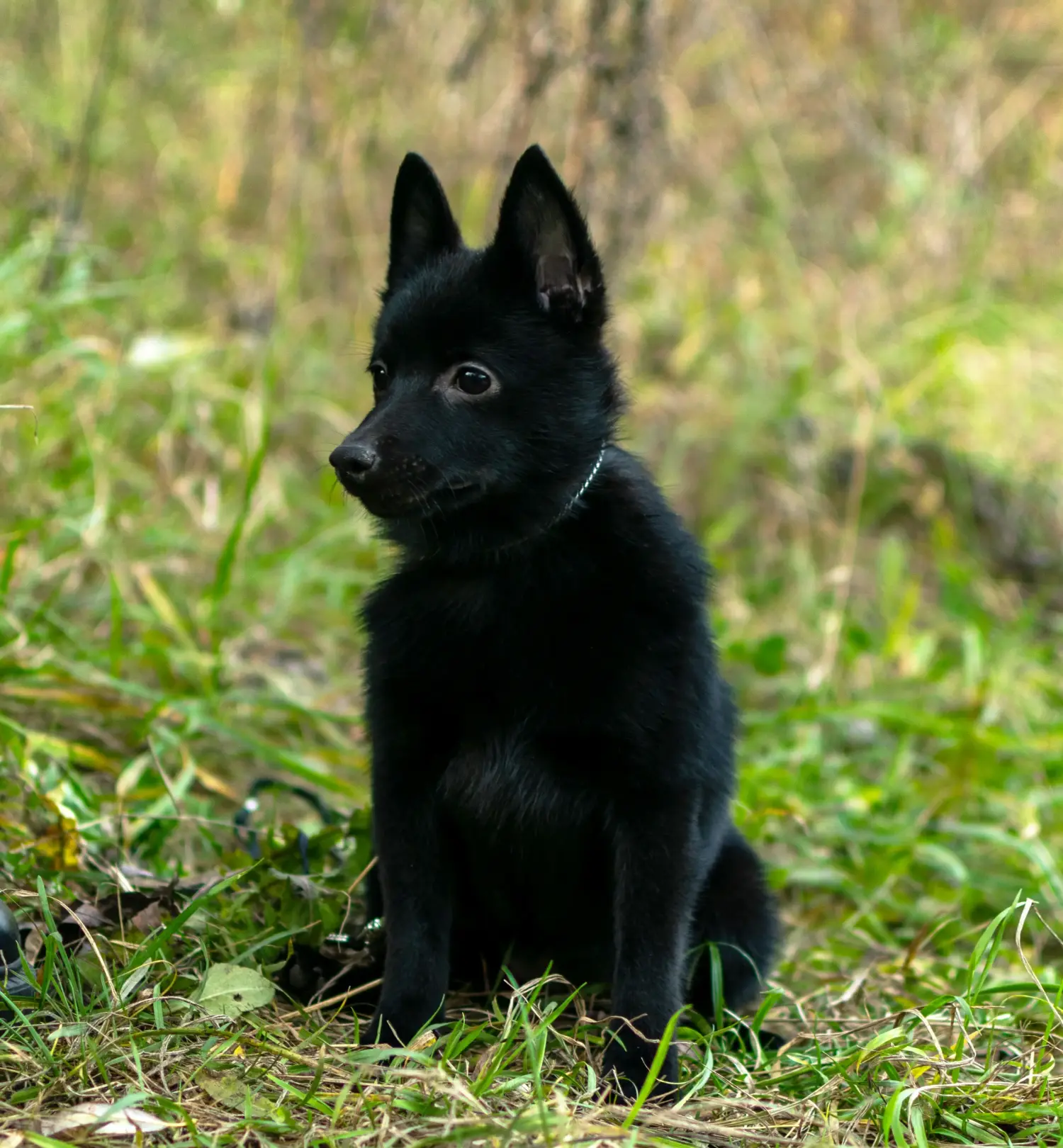 Egy Schipperke kölyökkutya megvásárlása felelősségvállalást jelent! Vásároljon Schipperke kiskutyákat.
