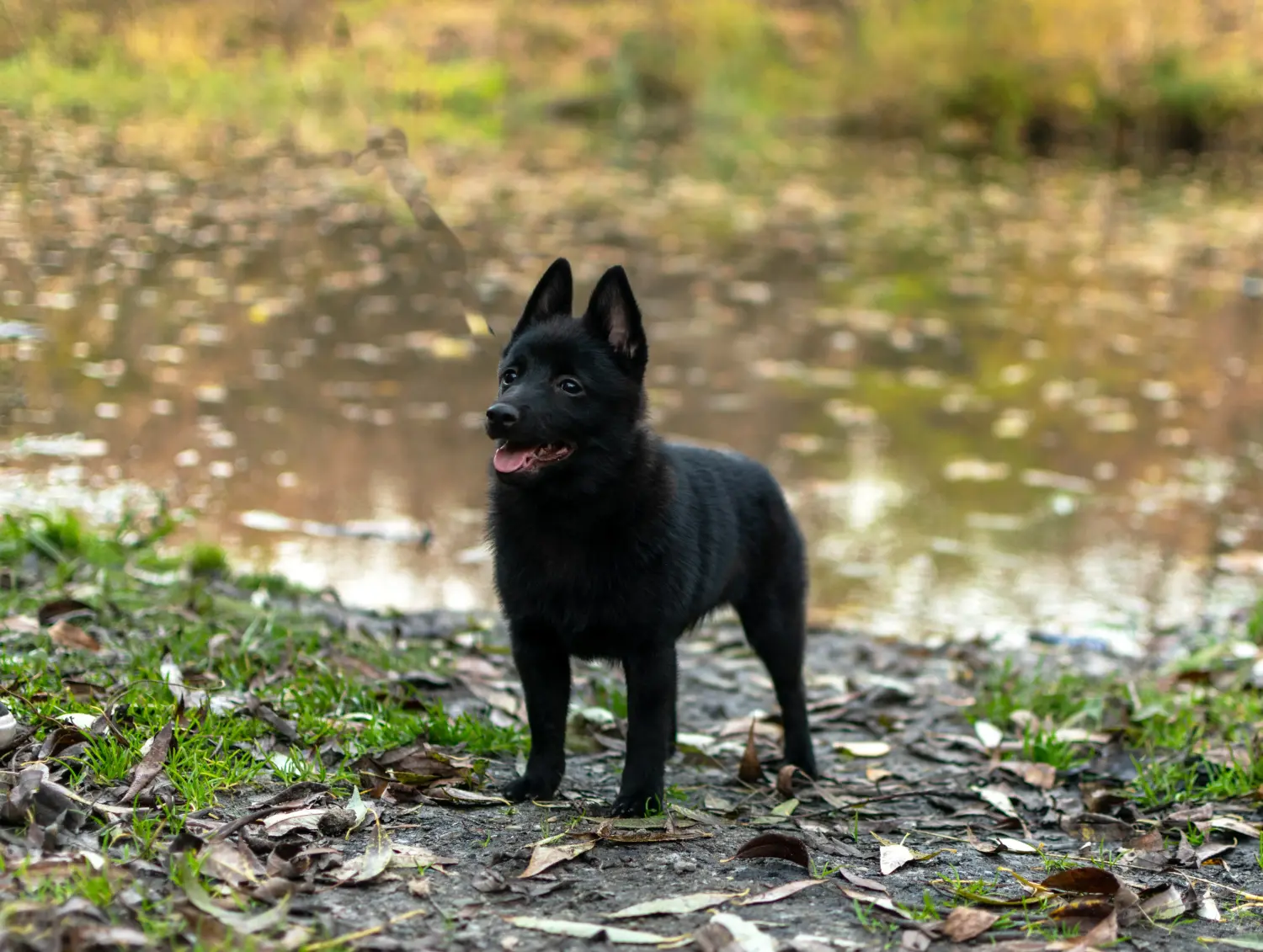 Egy Schipperke kölyökkutya megvásárlása felelősségvállalást jelent! Vásároljon Schipperke kiskutyákat.