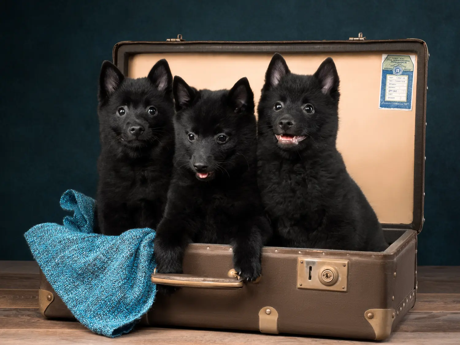 Egy Schipperke kölyökkutya megvásárlása felelősségvállalást jelent! Vásároljon Schipperke kiskutyákat.