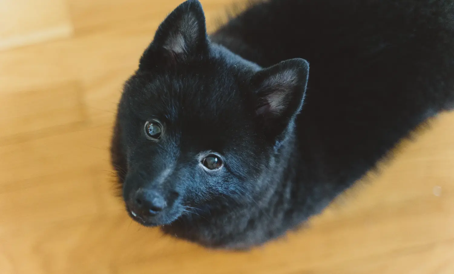 Egy Schipperke kölyökkutya megvásárlása felelősségvállalást jelent! Vásároljon Schipperke kiskutyákat.