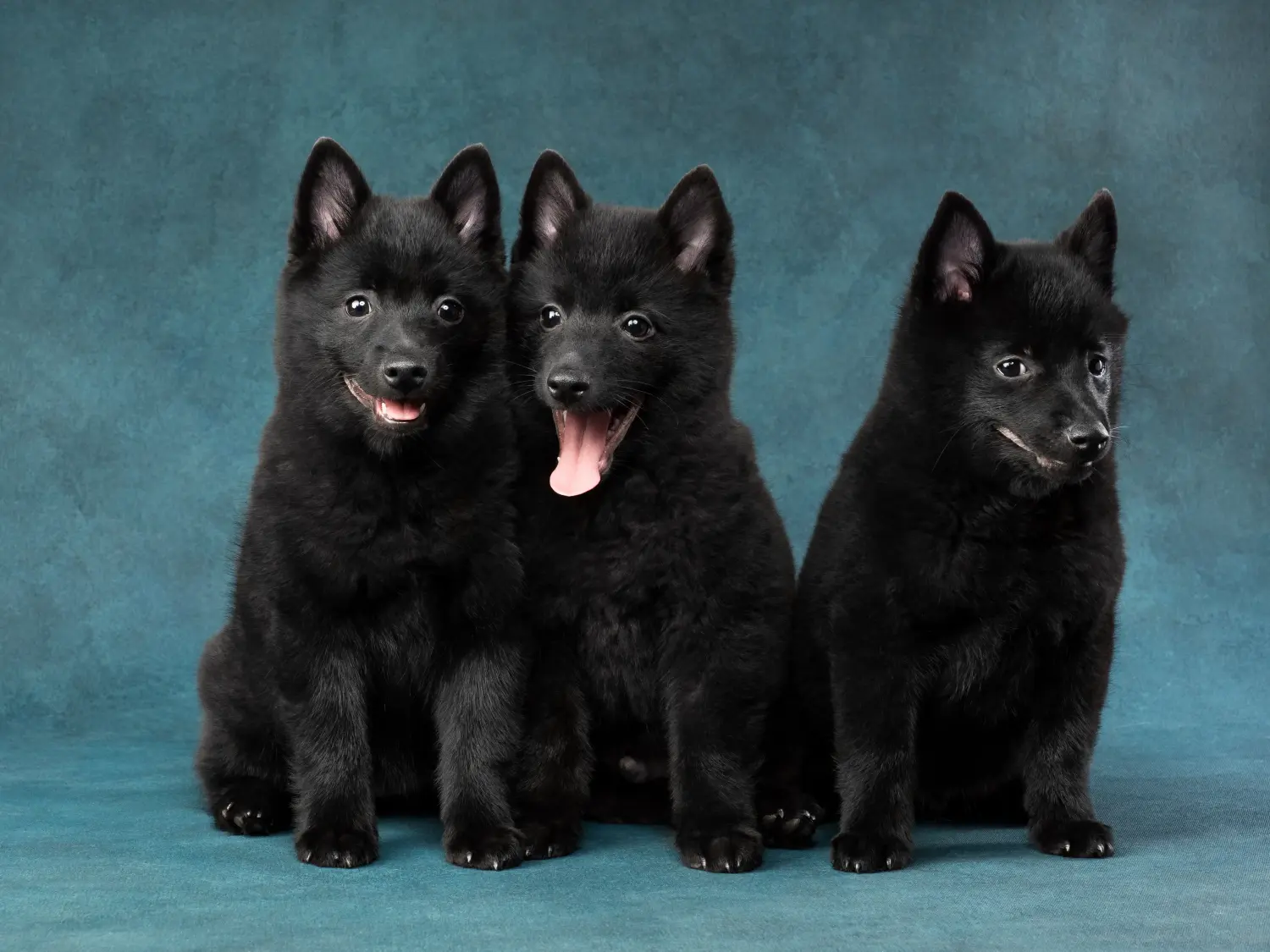 Egy Schipperke kölyökkutya megvásárlása felelősségvállalást jelent! Vásároljon Schipperke kiskutyákat.