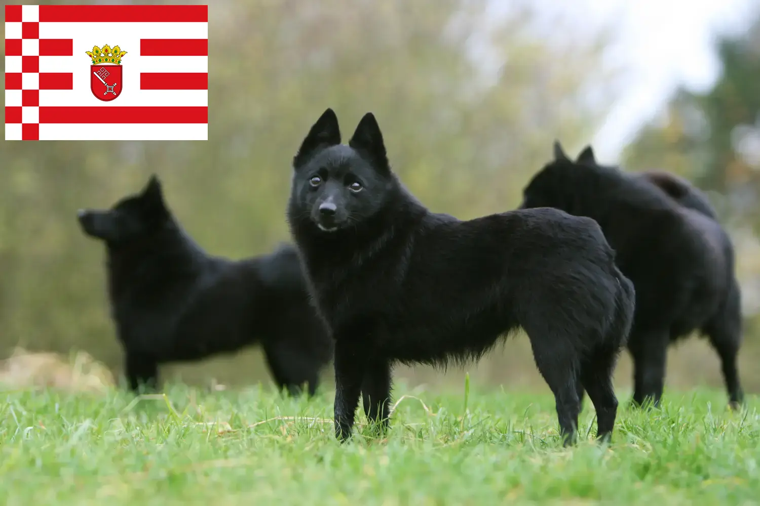 Schipperke kiskutyák és tenyésztők Bremen Itt találhat Schipperkes tenyésztőket Brémában.