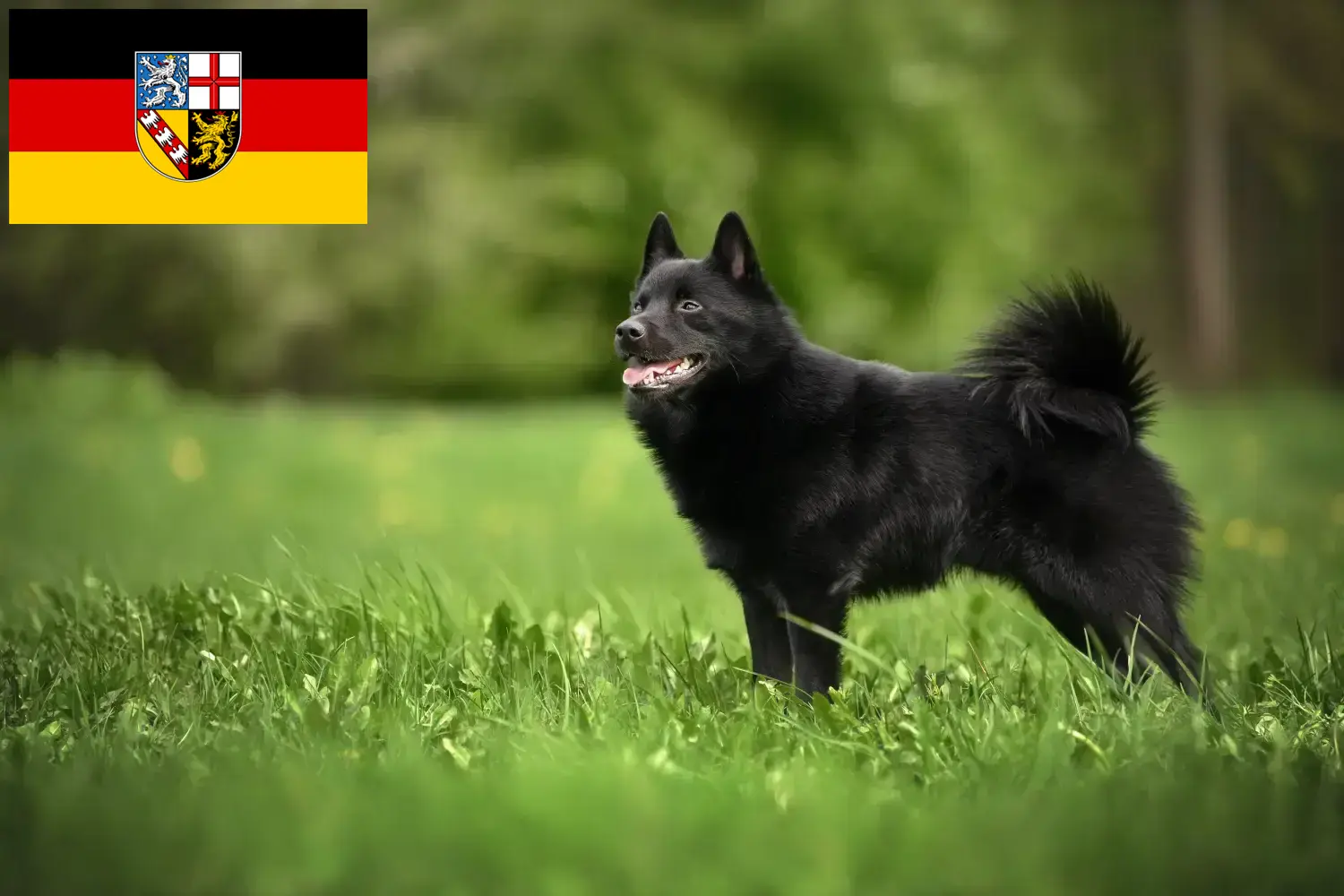 Schipperke kiskutyák és tenyésztők Saarland Itt találhat Schipperkes tenyésztőket Saar-vidéken.