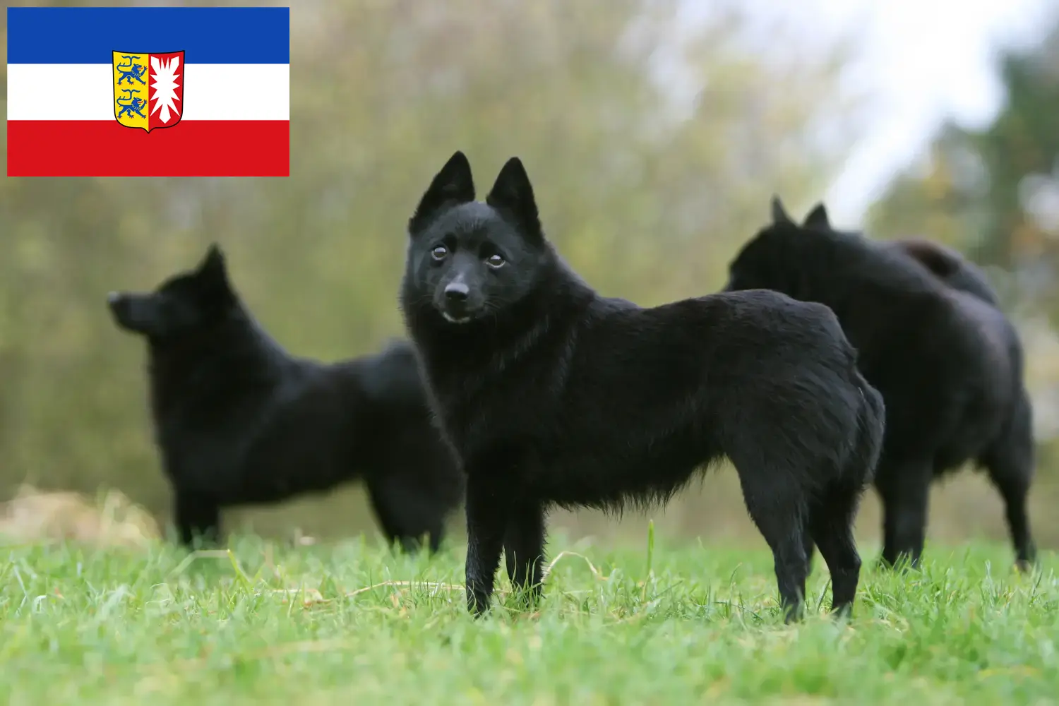 Schipperke kölyökkutyák és tenyésztők Schleswig-Holstein Itt találhat Schipperkes tenyésztőket Schleswig-Holsteinben.