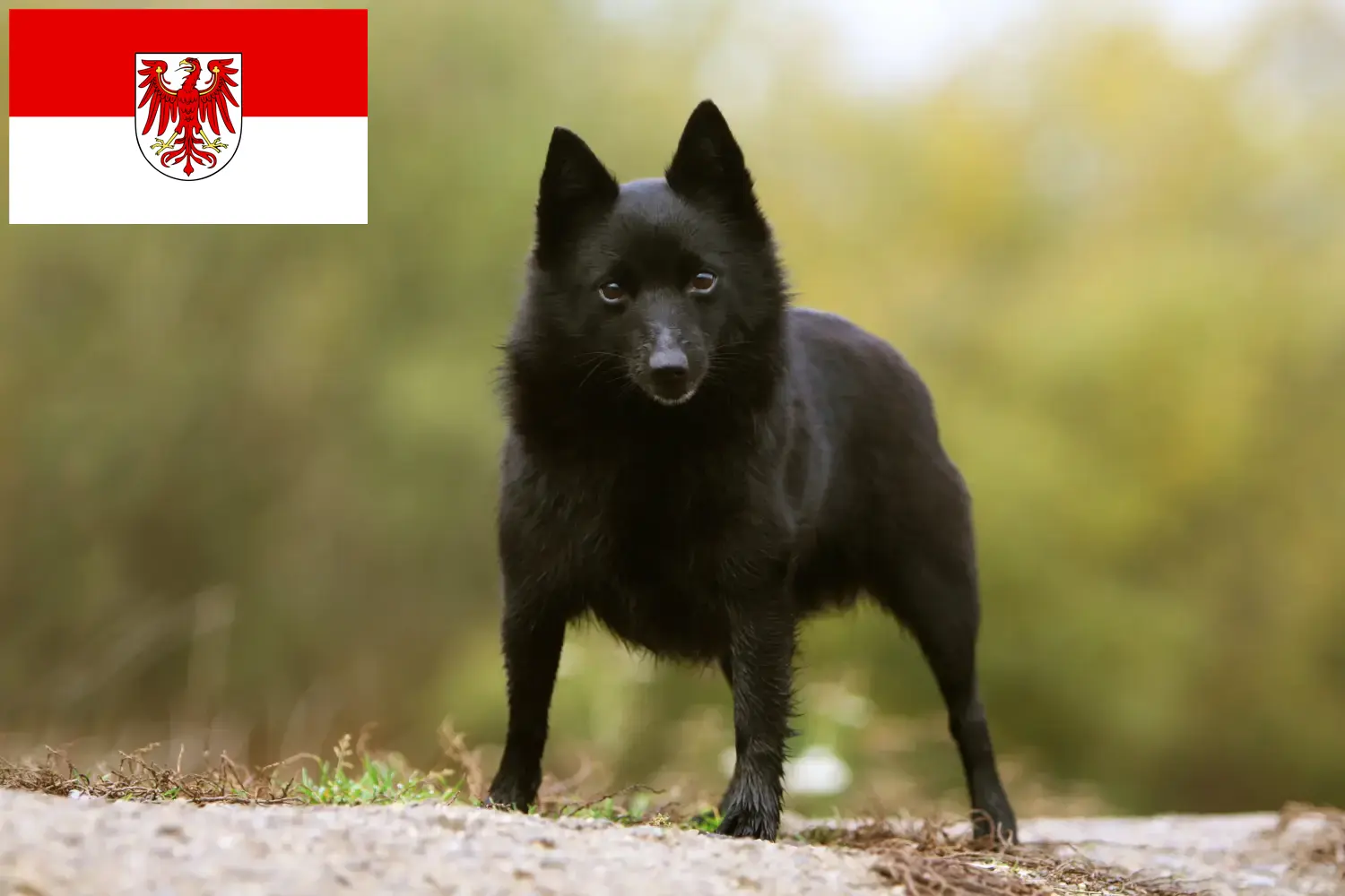 Schipperke kiskutyák és tenyésztők Brandenburg Itt találhat Schipperkes tenyésztőket Brandenburgban.
