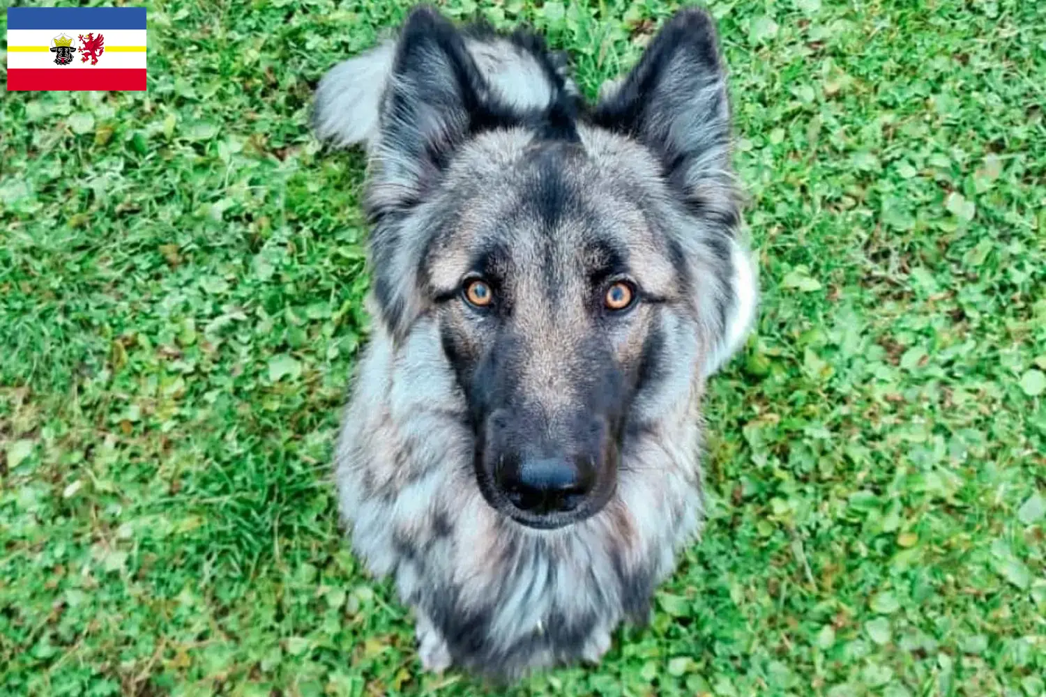 Read more about the article Sylvan társas kutyatenyésztők és kölykök Mecklenburg-Vorpommernben