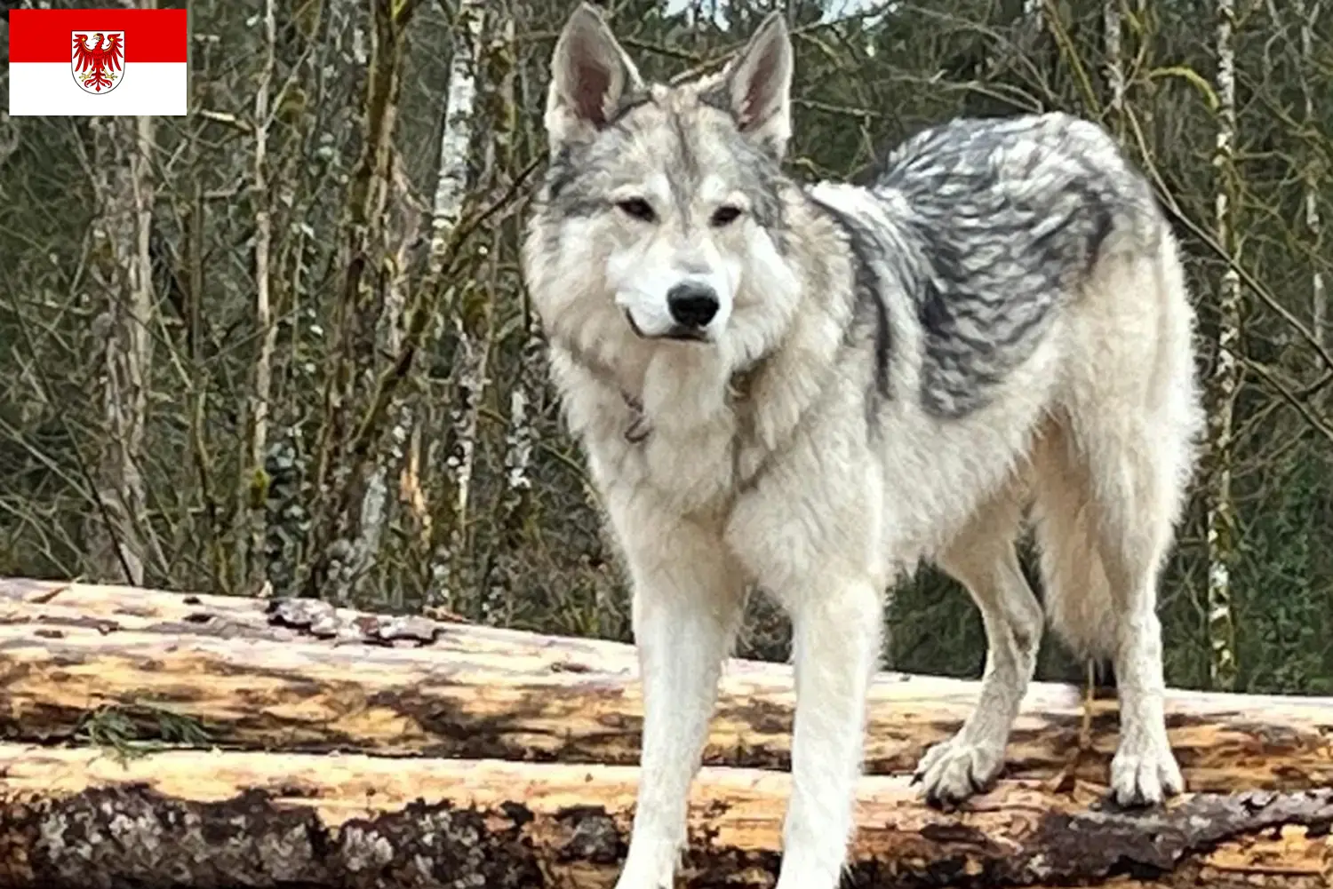 Read more about the article Sylvan társas kutyatenyésztők és kölykök Brandenburgban