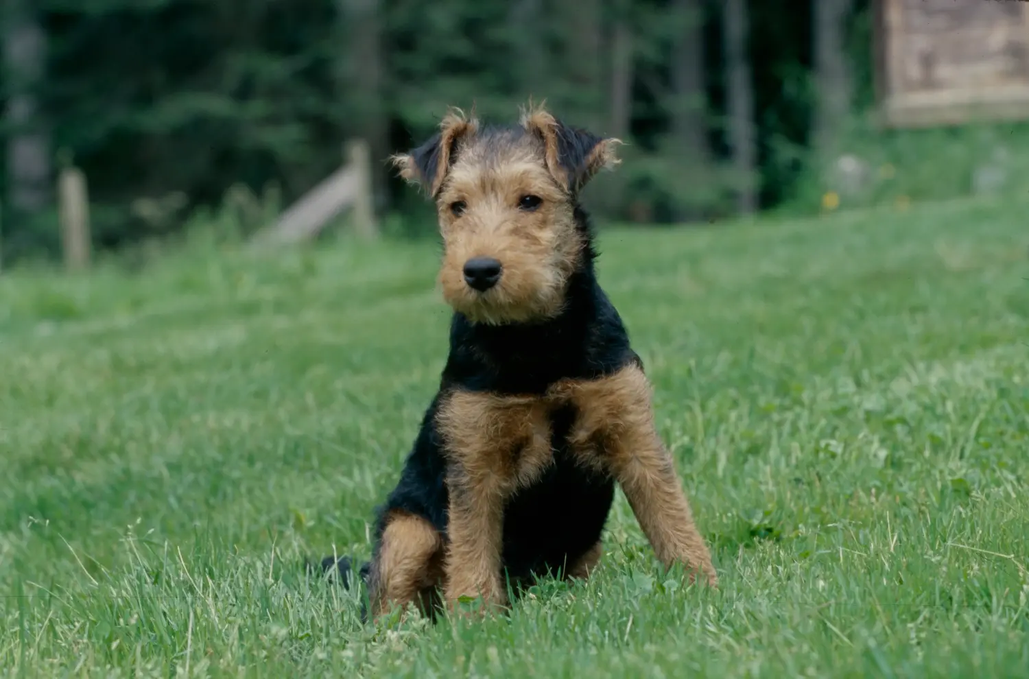 Egy welsh terrier kiskutya megvásárlása felelősségvállalást jelent! Vásároljon welsh terrier kiskutyákat.