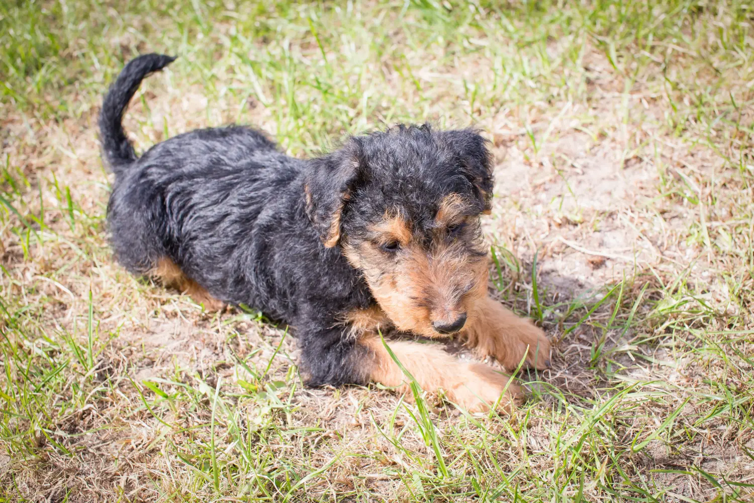 Egy welsh terrier kiskutya megvásárlása felelősségvállalást jelent! Vásároljon welsh terrier kiskutyákat.