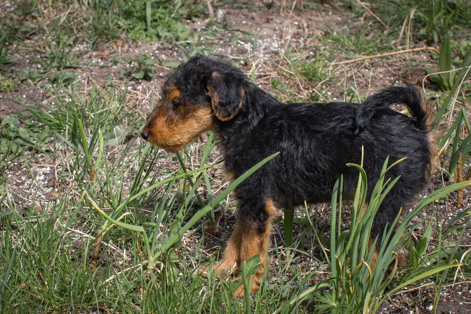 Egy welsh terrier kiskutya megvásárlása felelősségvállalást jelent! Vásároljon welsh terrier kiskutyákat.