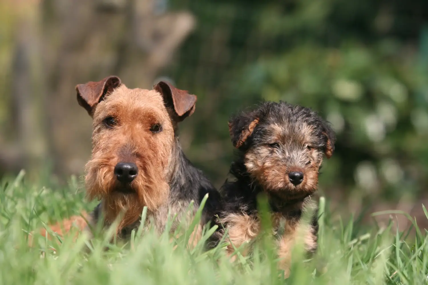 Egy welsh terrier kiskutya megvásárlása felelősségvállalást jelent! Vásároljon welsh terrier kiskutyákat.