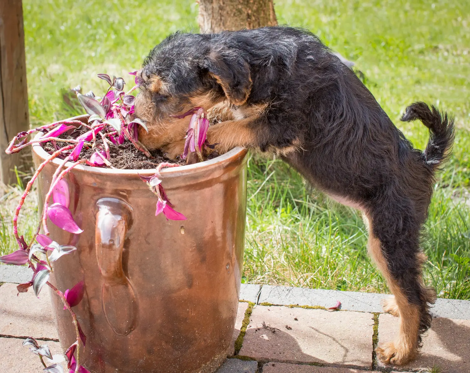 Egy welsh terrier kiskutya megvásárlása felelősségvállalást jelent! Vásároljon welsh terrier kiskutyákat.